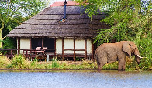 You are currently viewing National Kruger Park – Know this fantastic place