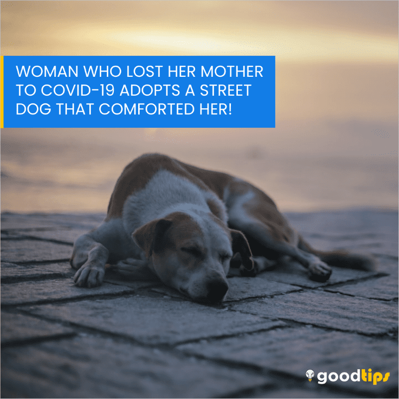 You are currently viewing Woman who lost her mother to Covid-19 adopts a street dog that comforted her!